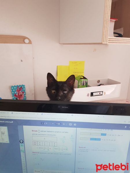Tekir Kedi, Kedi  KARAM fotoğrafı