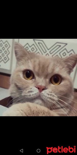 British Shorthair, Kedi  Ares fotoğrafı