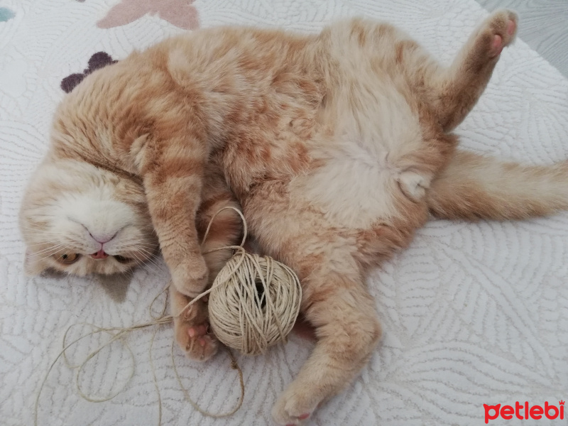 British Shorthair, Kedi  Ares fotoğrafı