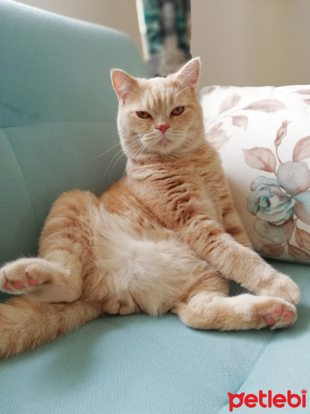 British Shorthair, Kedi  Ares fotoğrafı