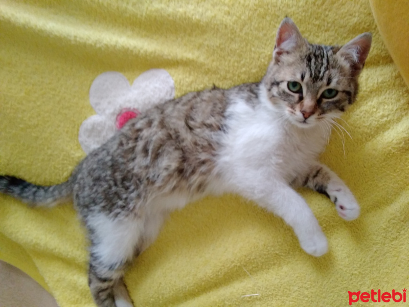 Tekir Kedi, Kedi  Tamay fotoğrafı