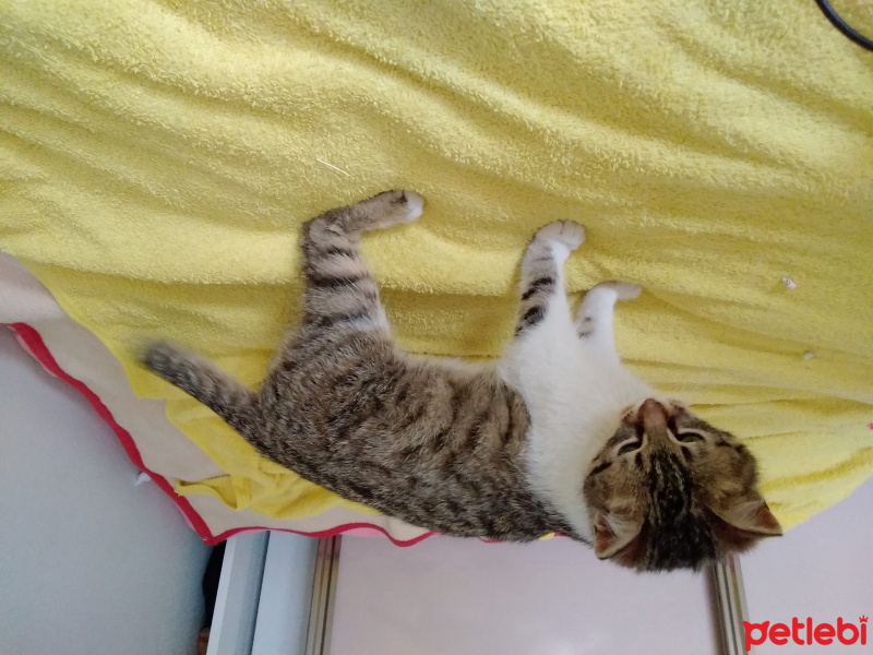 Tekir Kedi, Kedi  Tamay fotoğrafı