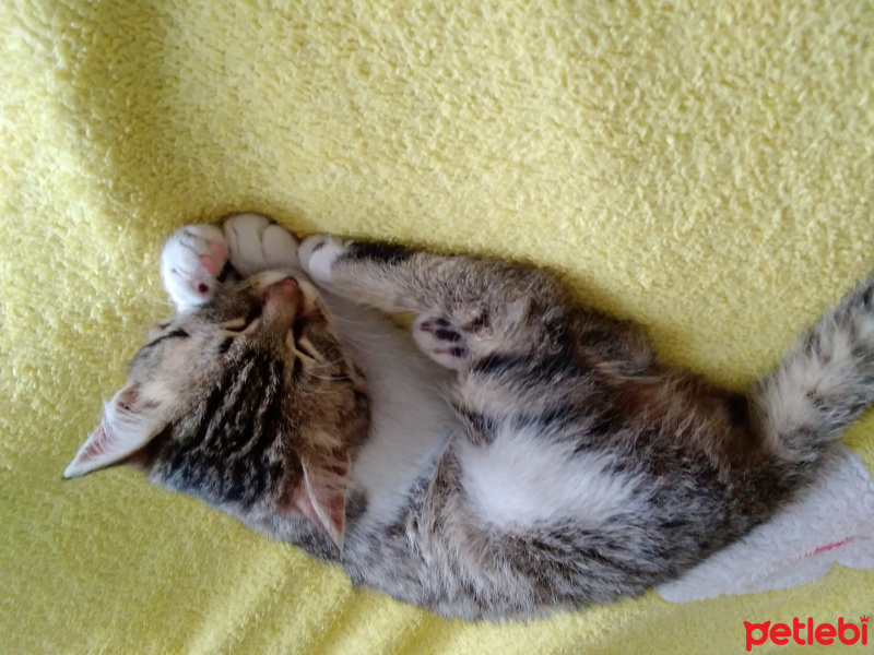 Tekir Kedi, Kedi  Tamay fotoğrafı