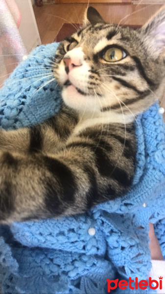 Tekir Kedi, Kedi  Balım fotoğrafı