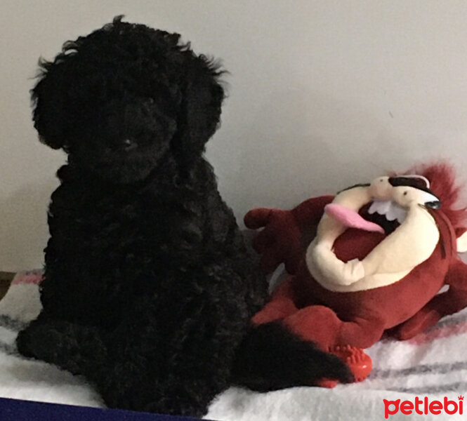 Poodle (Minyatür Kaniş), Köpek  Zeytin fotoğrafı