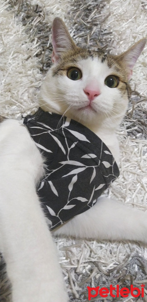 Tekir Kedi, Kedi  Paşa fotoğrafı