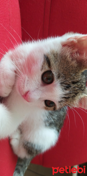 Tekir Kedi, Kedi  Paşa fotoğrafı