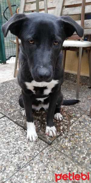 Amerikan Staffordshire Terrier, Köpek  Leya fotoğrafı