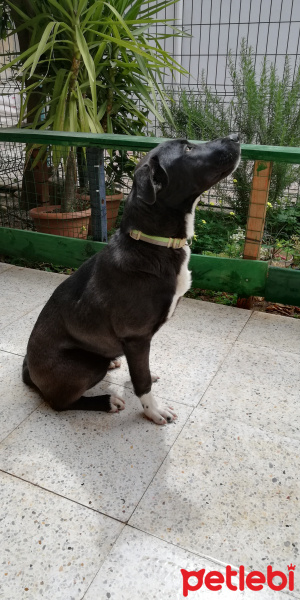 Amerikan Staffordshire Terrier, Köpek  Leya fotoğrafı