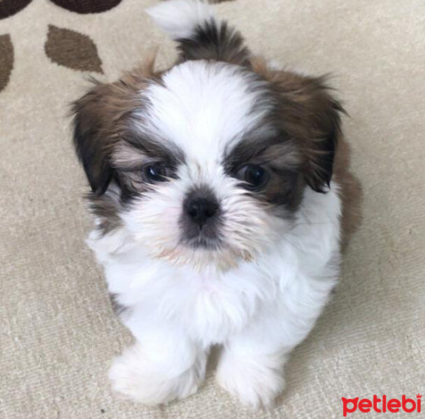 Shih Tzu, Köpek  Mocha fotoğrafı