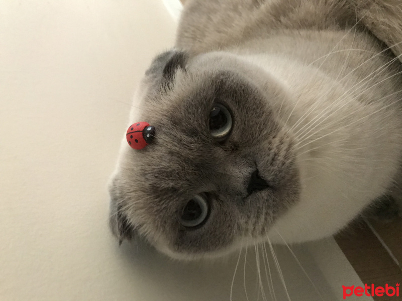 Scottish Fold, Kedi  Pamuk fotoğrafı