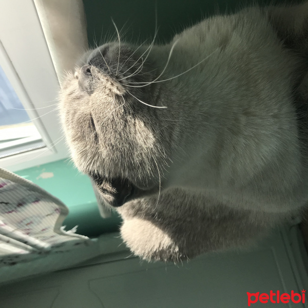Scottish Fold, Kedi  Pamuk fotoğrafı