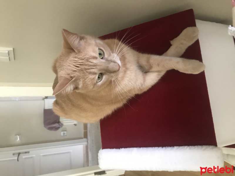 Tekir Kedi, Kedi  Tarçın fotoğrafı