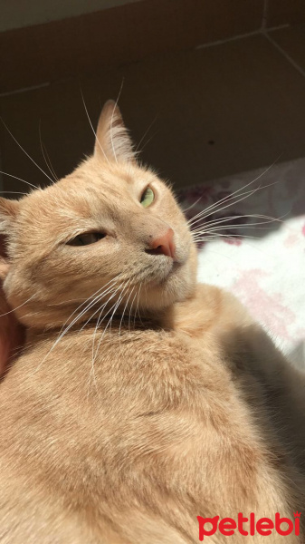 Tekir Kedi, Kedi  Tarçın fotoğrafı