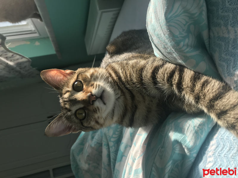 Tekir Kedi, Kedi  Duman fotoğrafı