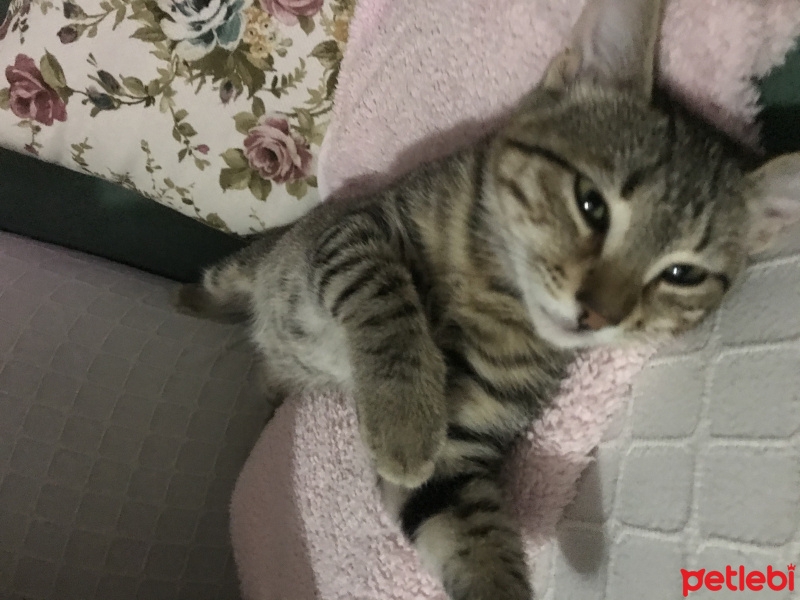 Tekir Kedi, Kedi  Duman fotoğrafı