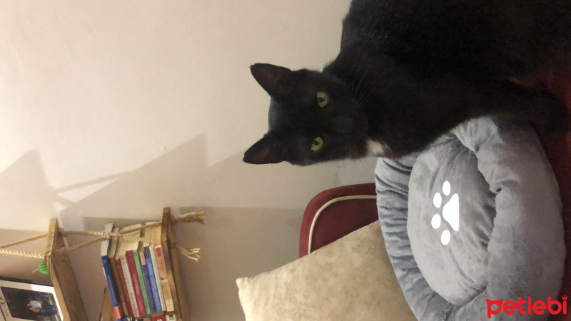 York Chocolate, Kedi  Zeytin fotoğrafı
