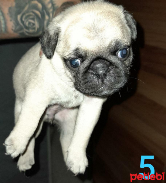 Pug, Köpek  Yavru fotoğrafı