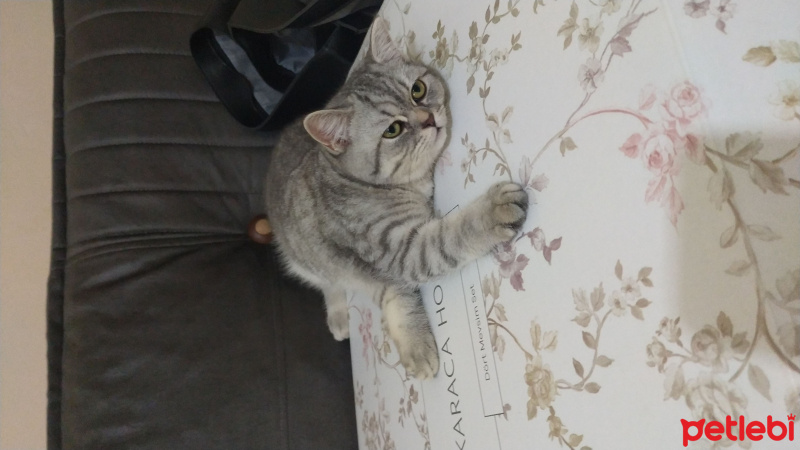 British Shorthair, Kedi  Bihter fotoğrafı