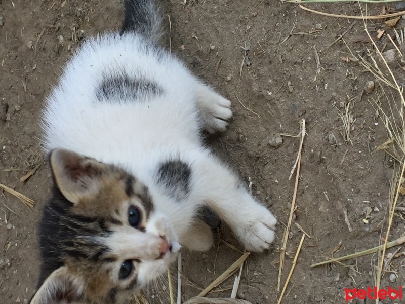 Soke, Kedi  İsimsiz fotoğrafı
