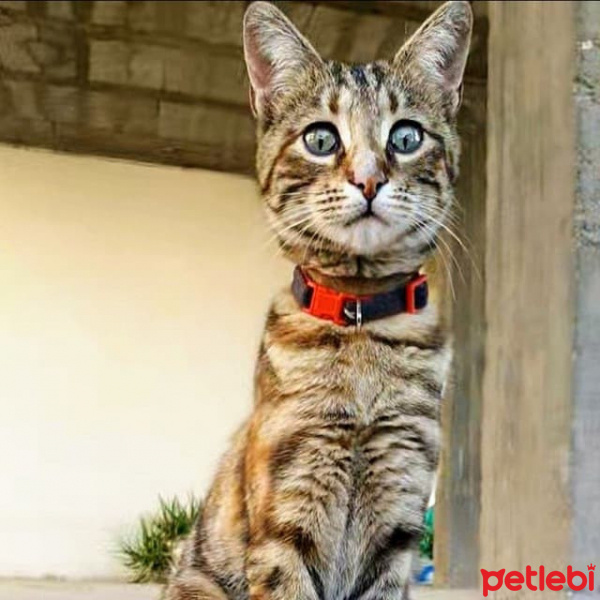 Tekir Kedi, Kedi  şirine fotoğrafı