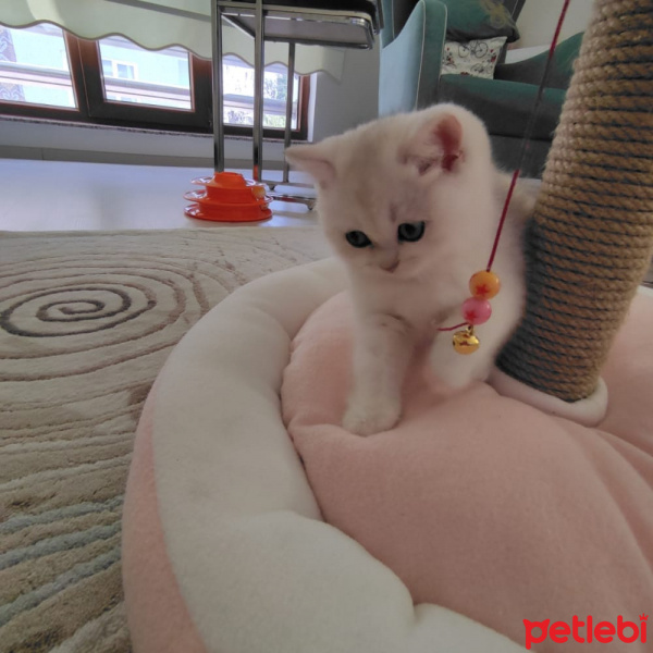 Scottish Fold, Kedi  LADY fotoğrafı