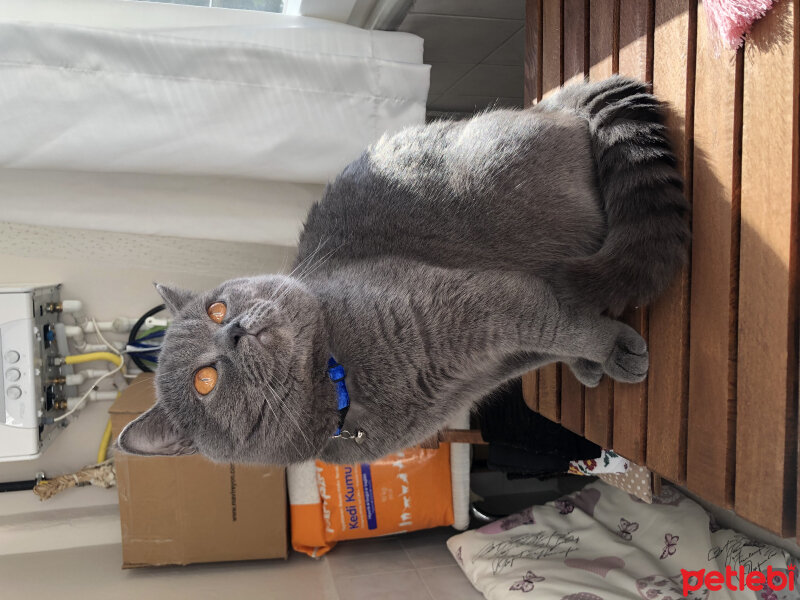 British Shorthair, Kedi  Loki fotoğrafı