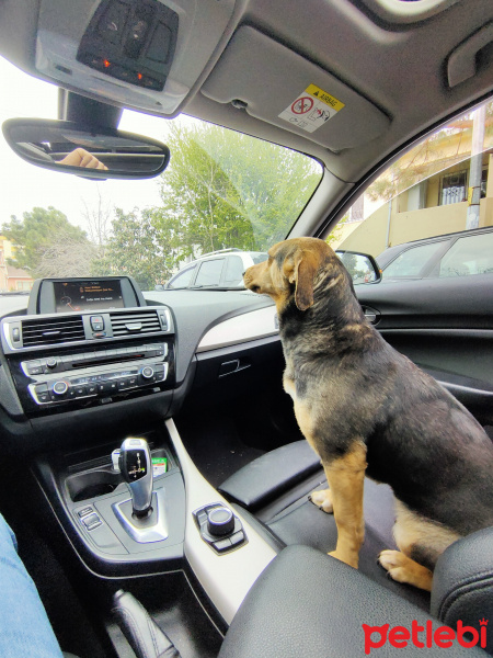 Sokö (Sokak Köpeği), Köpek  Puffy fotoğrafı