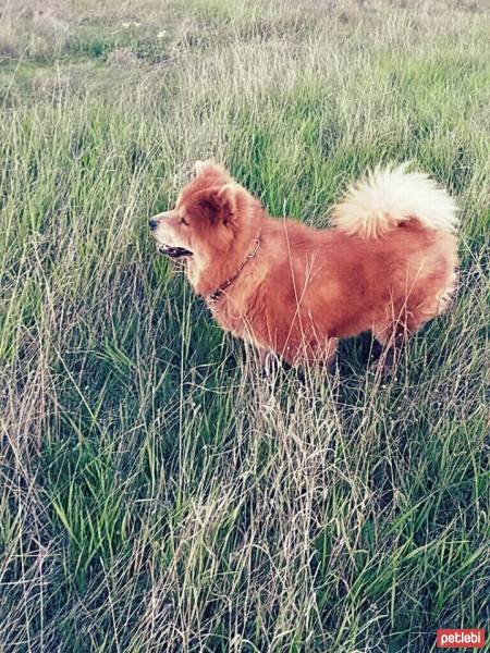 Chow Chow (çin Aslanı), Köpek  aşk fotoğrafı