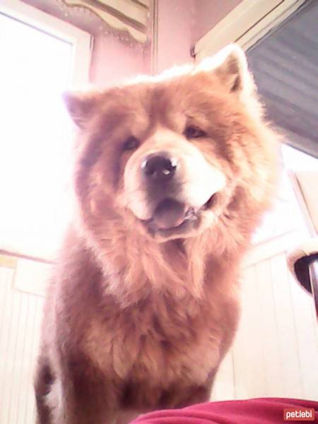 Chow Chow (çin Aslanı), Köpek  aşk fotoğrafı