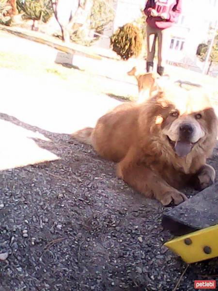 Chow Chow (çin Aslanı), Köpek  aşk fotoğrafı