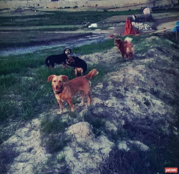 Chow Chow (çin Aslanı), Köpek  aşk fotoğrafı