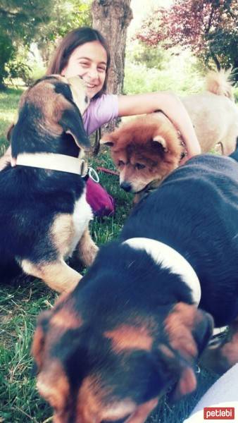 Chow Chow (çin Aslanı), Köpek  aşk fotoğrafı