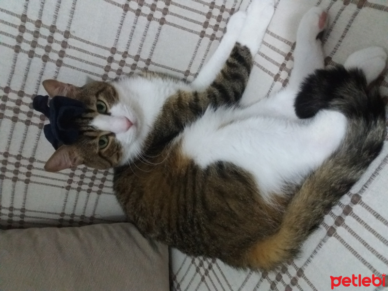 Tekir Kedi, Kedi  Tekircan fotoğrafı