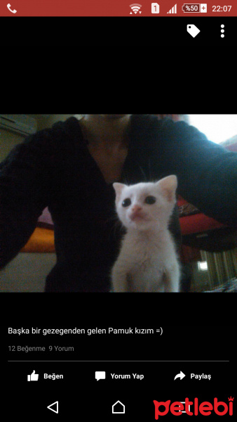 Van Kedisi, Kedi  Pamuk fotoğrafı