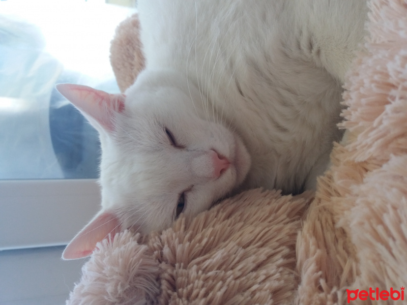 Van Kedisi, Kedi  Pamuk fotoğrafı