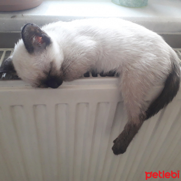 Siyam Kedisi, Kedi  Mia fotoğrafı