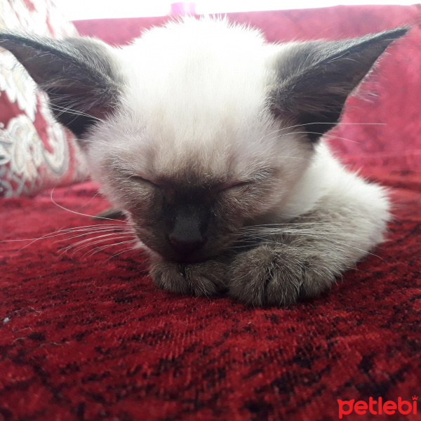 Siyam Kedisi, Kedi  Mia fotoğrafı