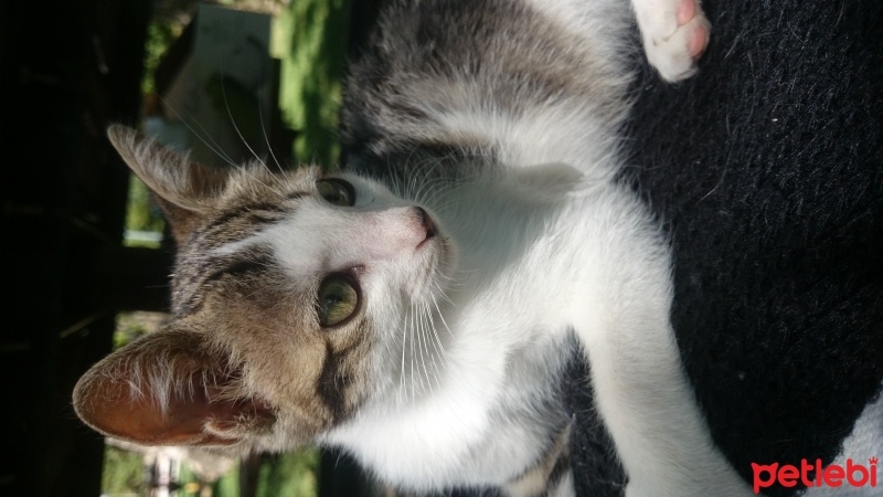 Tekir Kedi, Kedi  Prenses fotoğrafı