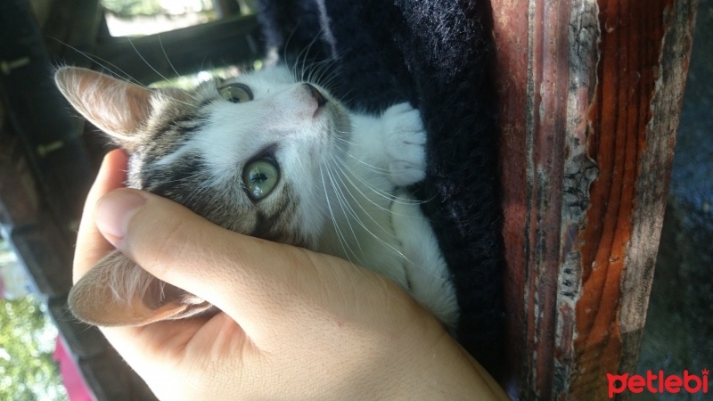 Tekir Kedi, Kedi  Prenses fotoğrafı