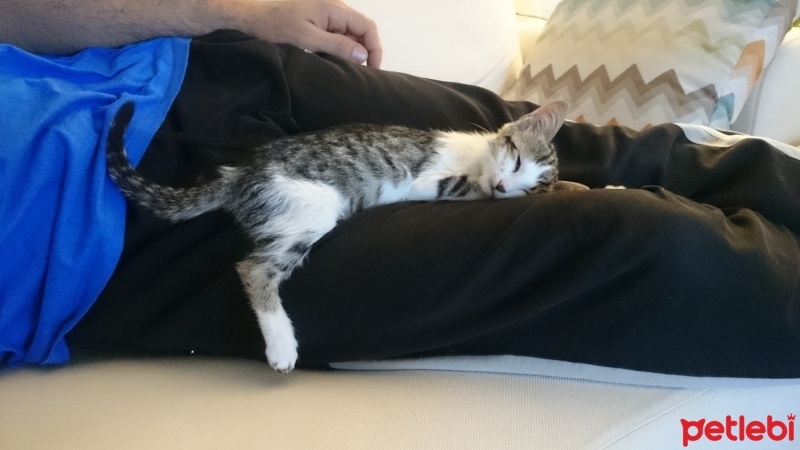 Tekir Kedi, Kedi  Prenses fotoğrafı