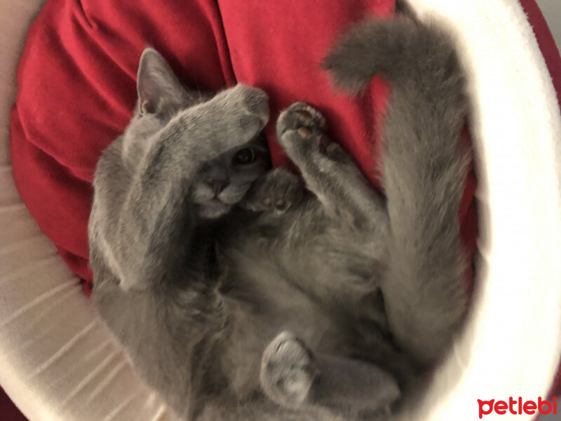 British Shorthair, Kedi  Venüs fotoğrafı