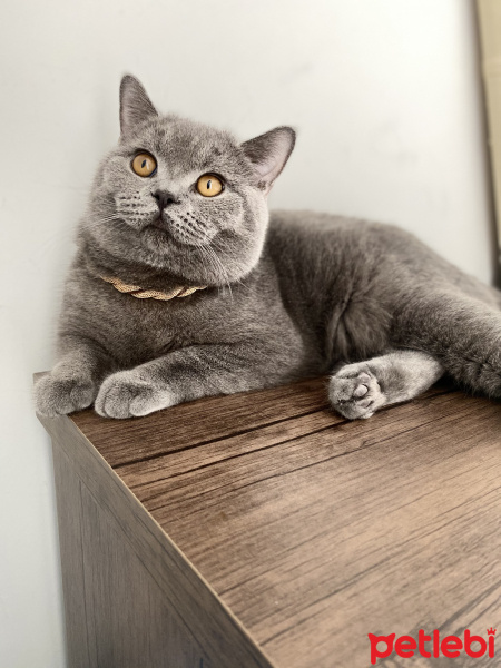 British Shorthair, Kedi  Bambam fotoğrafı