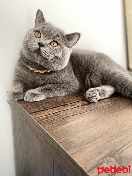 British Shorthair, Kedi  Bambam fotoğrafı