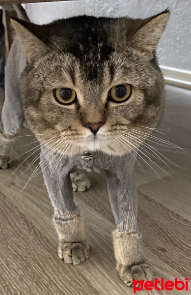 British Shorthair, Kedi  Bambam fotoğrafı