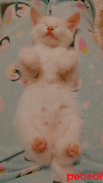 Van Kedisi, Kedi  Eyşan fotoğrafı