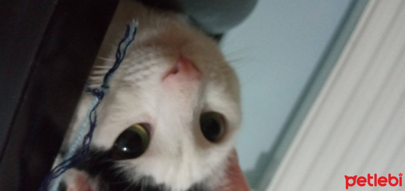 Tekir Kedi, Kedi  Mestan fotoğrafı