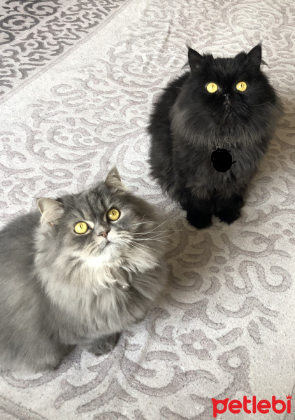 Chinchilla, Kedi  gümüş fotoğrafı