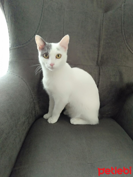 Tekir Kedi, Kedi  pamuk fotoğrafı