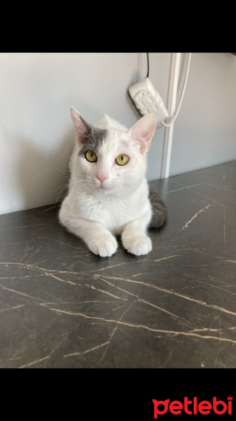 Tekir Kedi, Kedi  pamuk fotoğrafı